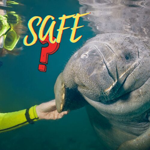 Is Manatee Kayaking Safe