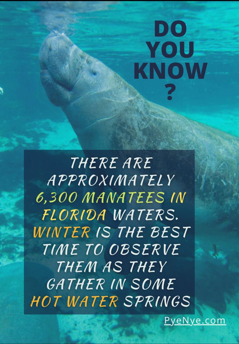 The Best Places And Tips For Kayaking With Manatees | PyeNye