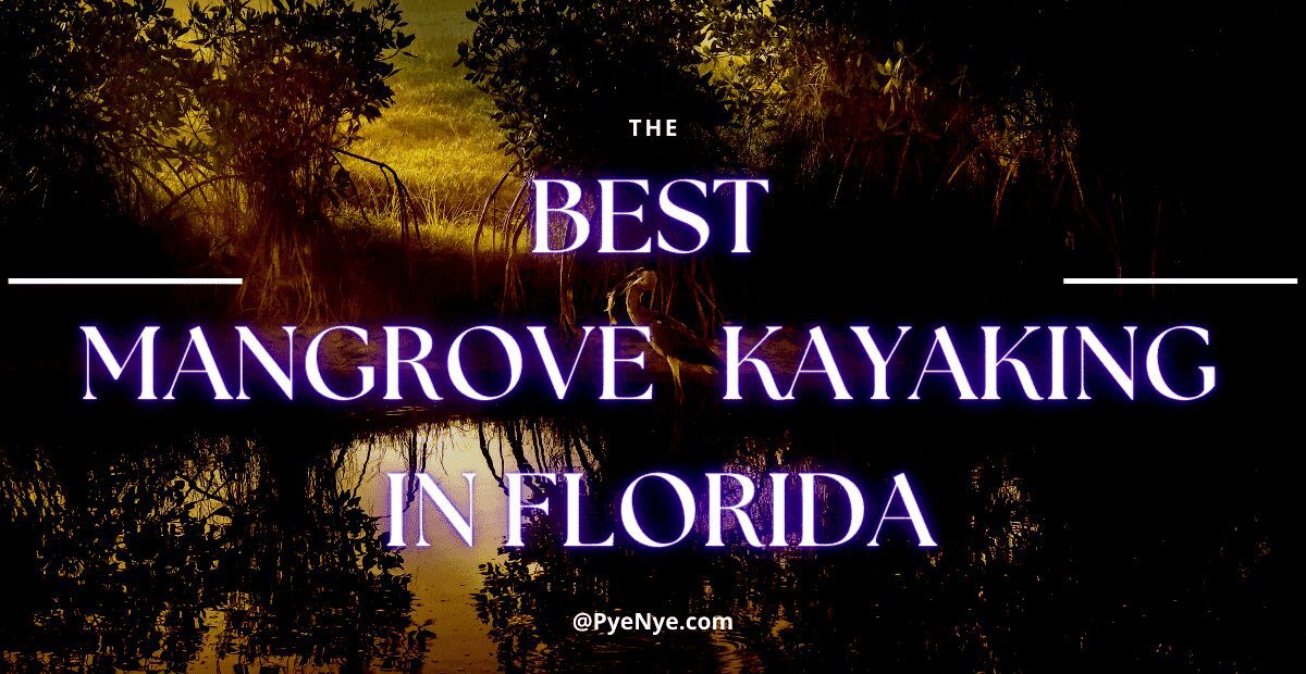 Best Mangrove Kayaking In Florida
