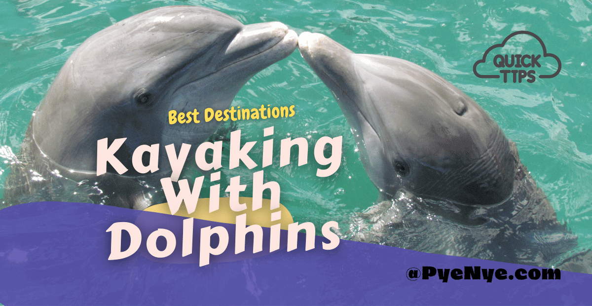 Kayaking With Dolphins In The US PyeNye