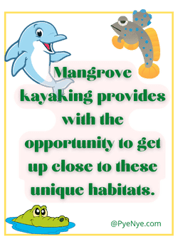 Mangroves Kayaking