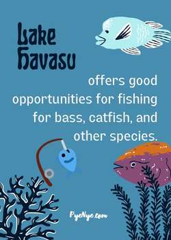 Lake Havasu Kayak Rentals