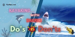 Kayaking with sharks, Guidelines for kayaking with sharks