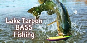 Lake Tarpon Bass Fishing, Lake Tarpon Bass Fishing, Kayak Bass Fishing On Lake Tarpon, Lake tarpon bass fishing From Kayak,