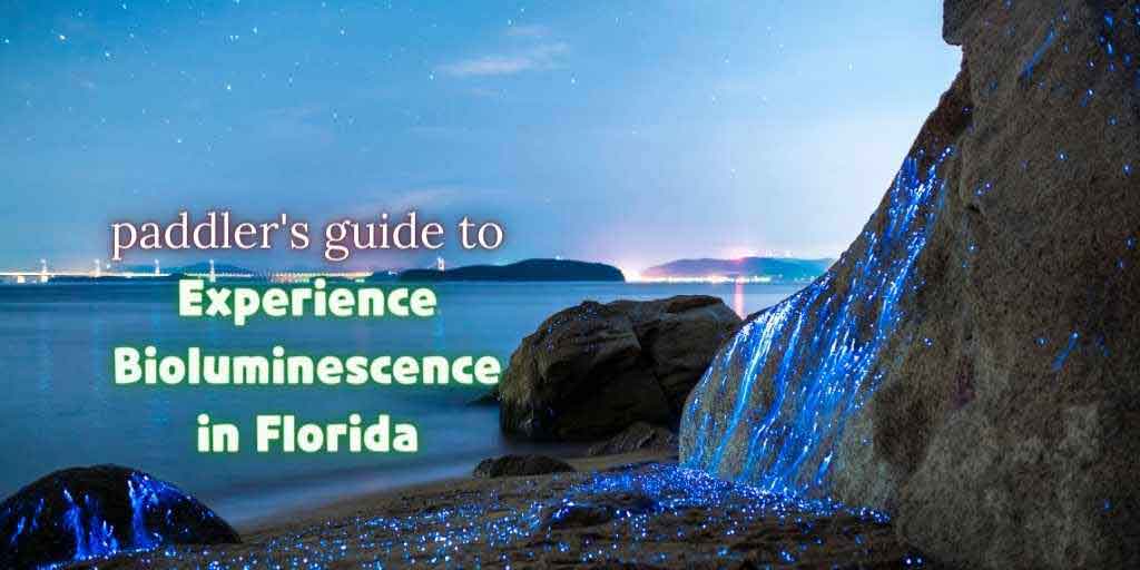 Read more about the article Paddler’s Guide to Experience Bioluminescence in Florida