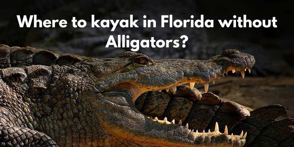 Read more about the article Where To Kayak In Florida Without Alligators?